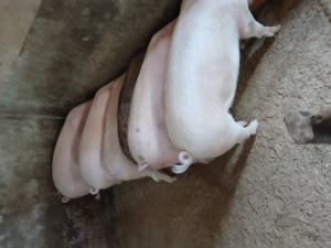 Soldani 40...65 hg - imagine 5