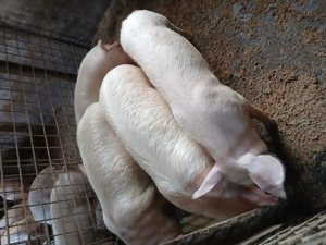 Soldani 40...65 hg - imagine 2