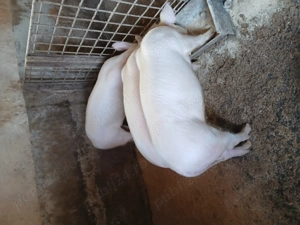 Soldani 40...65 hg - imagine 3