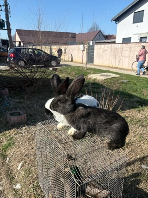 pui 3 luni fluture german 