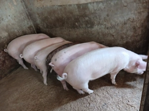 Soldani 40...65 hg - imagine 4