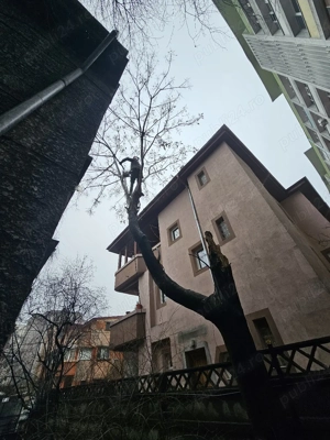 Toaletare copaci taieri arbori alpinisti utilitari degajare resturi