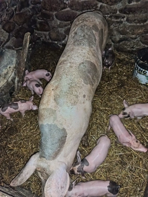 scroafa fatata de vînzare - imagine 4