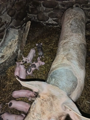 scroafa fatata de vînzare - imagine 3