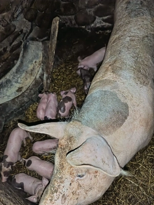 scroafa fatata de vînzare - imagine 2