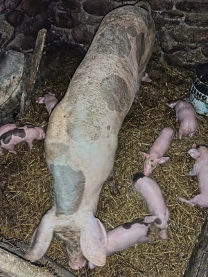 scroafa fatata de vînzare - imagine 5