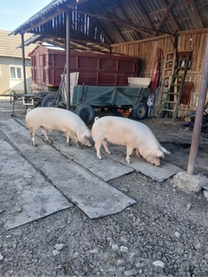 Porci grasi , porci de vanzare - imagine 2