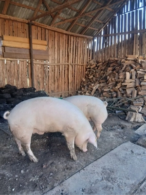 Porci grasi , porci de vanzare