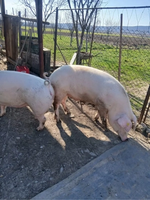 Porci grasi , porci de vanzare - imagine 4