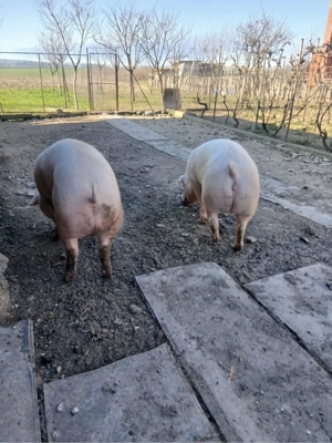 Porci grasi , porci de vanzare - imagine 3