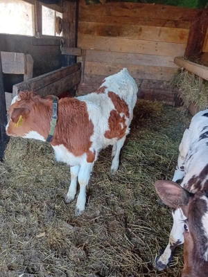 De vinzare vitei - imagine 3