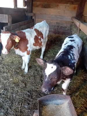 De vinzare vitei - imagine 2