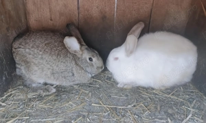 Vând iepuri de rasă mixtă  - imagine 2