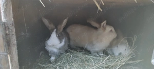 Vând iepuri de rasă mixtă 
