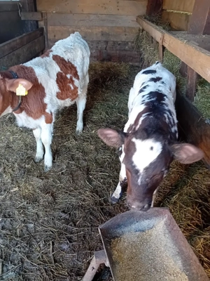 De vinzare vitei - imagine 4