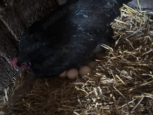 Ouă de casă proaspete  - imagine 2