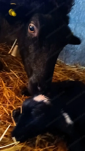 Vând zece oi  și mioare Romanov gestante