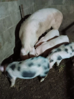 Vând purcei marele alb  - imagine 2