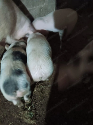 Vând purcei marele alb  - imagine 3