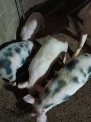 Vând purcei marele alb 