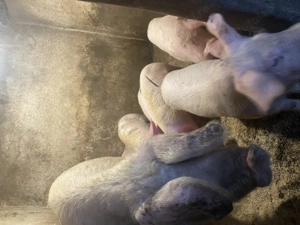 Vând purcei  - imagine 3