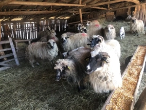 Oi tinere cu miei - imagine 2