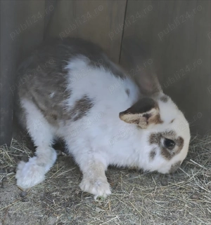 Vând iepuri (rasă mixtă) - imagine 2