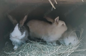 Vând iepuri (rasă mixtă) - imagine 3