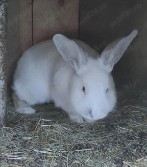 Vând iepuri (rasă mixtă)