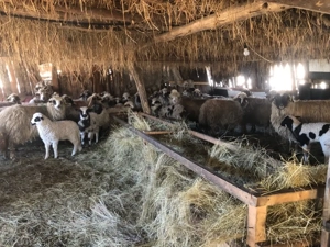 Oi tinere cu miei - imagine 3