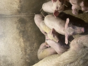 Vând purcei  - imagine 2