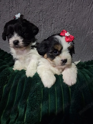 Bichon havanez - imagine 2