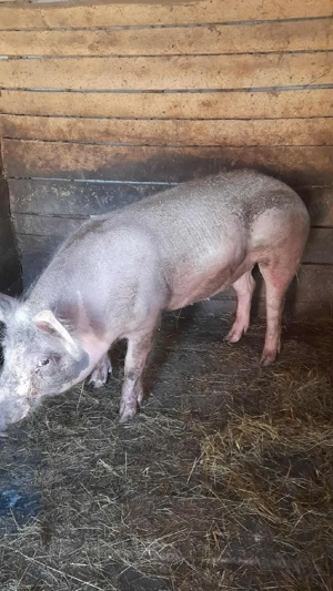 Vând porc  - imagine 2