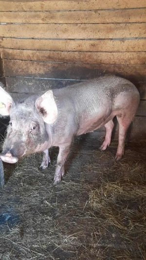 Vând porc  - imagine 3