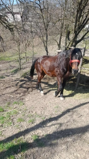 Vând Iapă  - imagine 2