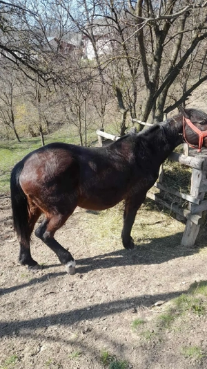 Vând Iapă  - imagine 3