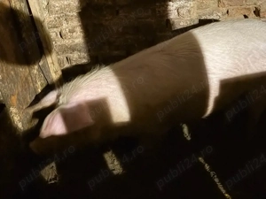 scroafa de aproximativ 100 kg mai multe detalii la telefon   plec din tara oferta ! sunatii