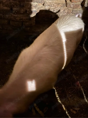 scroafa de aproximativ 100 kg mai multe detalii la telefon   plec din tara oferta ! sunatii - imagine 2