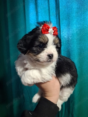 Bichon havanez talie mica - imagine 3
