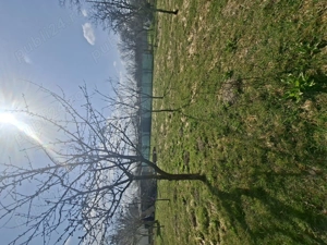 Casa plus teren si livada cu pomi fructiferi - imagine 3