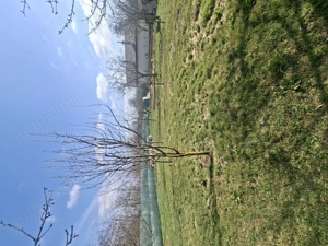 Casa plus teren si livada cu pomi fructiferi - imagine 5