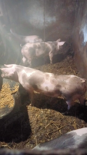 3 purcele de vînzare  - imagine 2