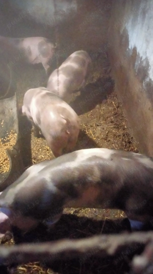 3 purcele de vînzare 