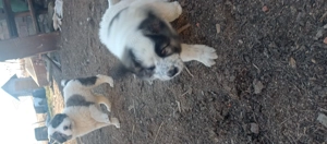 Ciobănești Asia Centrală  - imagine 5