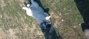 Ciobănești Asia Centrală  - imagine 2