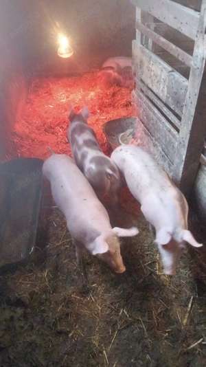 3 vieri și 3 purcele  - imagine 2