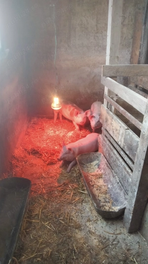 3 vieri și 3 purcele  - imagine 3