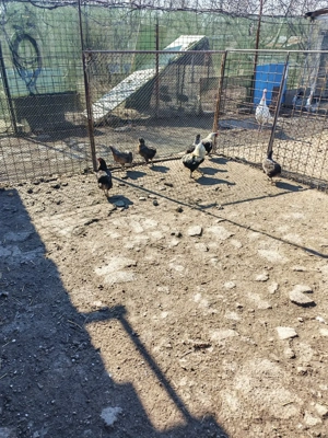 vând ouă de incubat brachma și araucana - imagine 5