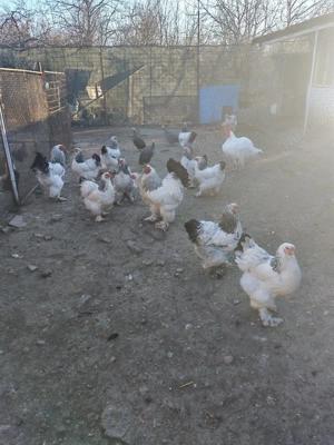 vând ouă de incubat brachma și araucana