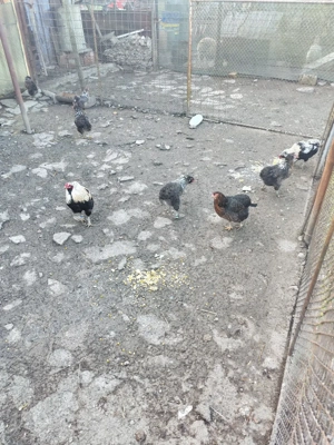 vând ouă de incubat brachma și araucana - imagine 4